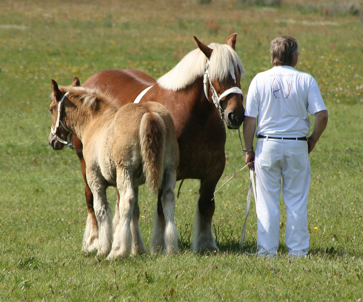 Jutland Draft Mare and Foal